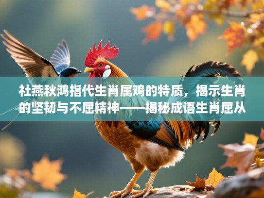 社燕秋鸿指代生肖属鸡的特质，揭示生肖的坚韧与不屈精神——揭秘成语生肖屈从非软弱的内涵及启示